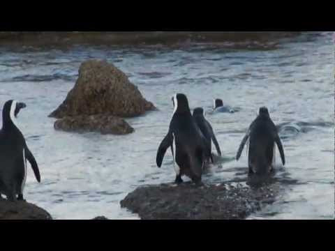 Пингвины ЮАР Мыс Доброй Надежды Pinguine