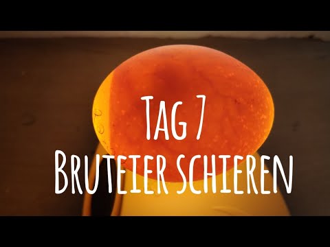 Projekt Hühnerhaltung: Tag 7 - Bruteier durchleuchten / schieren 🥚🐣🐥|| Die GartenFarm