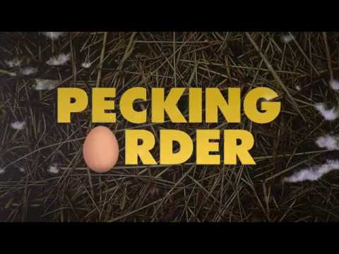 Pecking Order (2017) Trailer