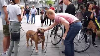 How people react when you walk with a 150 lbs pitbull in Rotterdam centrum