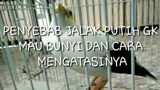 Download lagu Penyebab burung jalak putih gk mau bunyi dan cara mengatasinya mp3 Download lagu Penyebab burung jalak putih gk mau bunyi dan cara mengatasinya mp3