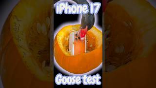 Download lagu GEESE VS IPHONE 17, most unusual unboxing ever. 📲🪿🦢 #iphone17 #goose #durability #unboxing mp3