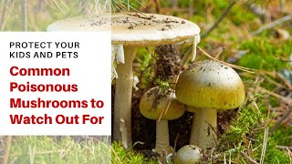 Common Poisonous Mushrooms to Watch Out For