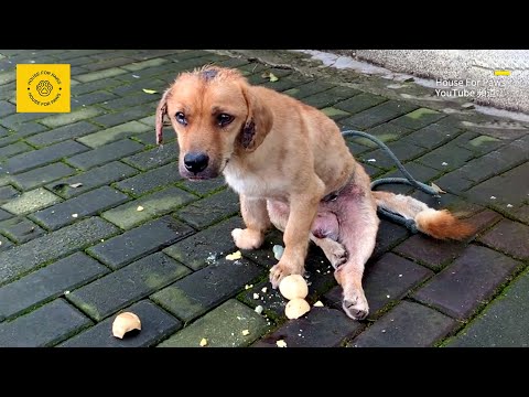 Paralyzed Stray Dog Covered in Scars, Crying Alone by the Roadside