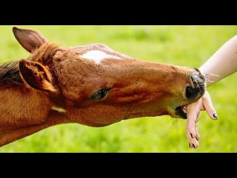 Dealing with horses that bite. PREVENT IT! / Training