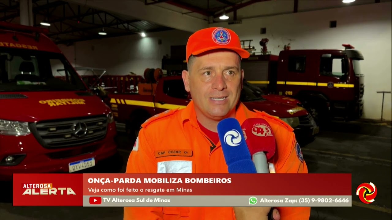 Onça-parda é vista no Alto Paranaíba e mobilizou os bombeiros