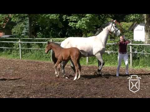 SL069 Stutfohlen von Cash and Carry - Corrado I - Corland