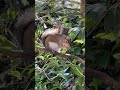 Downtown Savannah Ga. Squirrel eating pnut  in courtyard July 15, 2025