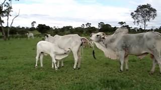 Animals Mating  Amazing Wildlife Mating, Animals Mating   Horse Mating Videos Compilation 4