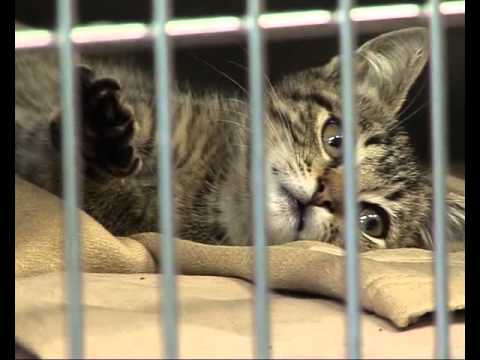 S02E01 Ķepa uz sirds. 03.09.2011