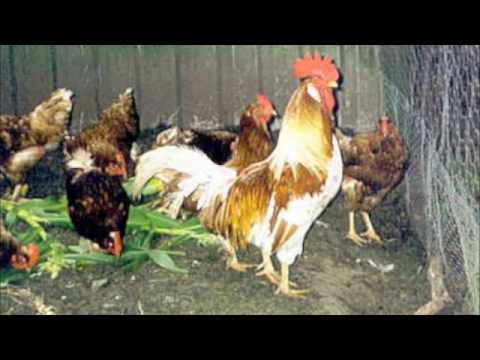 macho roostas (aka morjac) 'macho roosta' (edit)