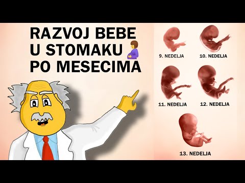 RAZVOJ BEBE U STOMAKU PO MESECIMA - napredak trudnoće
