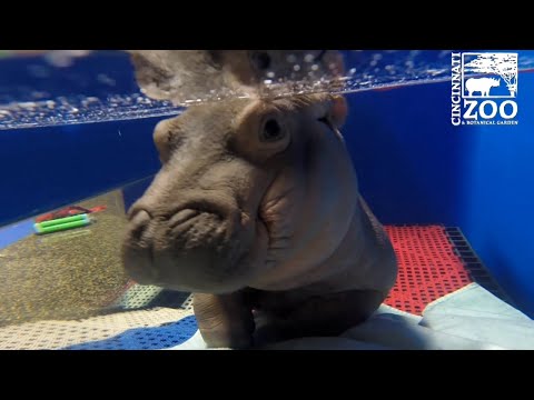 This never-before-seen footage of baby hippo Fiona will make your heart melt
