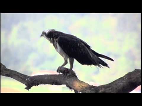 águila pescadora en urdaibai
