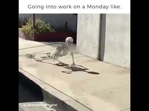 Funny animal videos - Going into work on a Monday