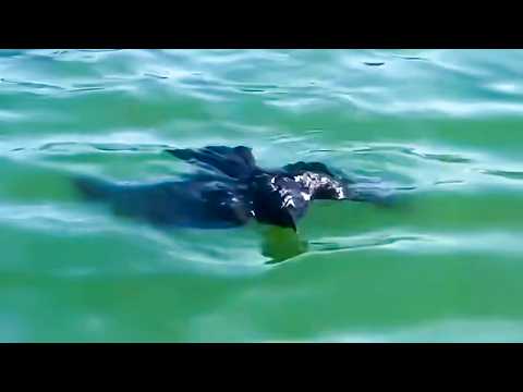 Couple saves drowning black crow, shocking events unfold a few days later.