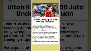 Pesta Ultah Kucing di Banyuwangi Habiskan Rp 50 Juta, Undang 12 Biduan Dangdut