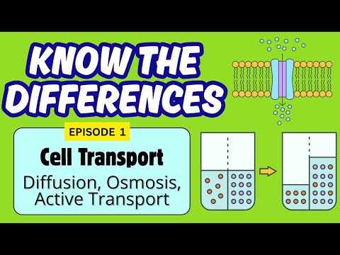 Cell Transport| Diffusion, Osmosis, Active Transport