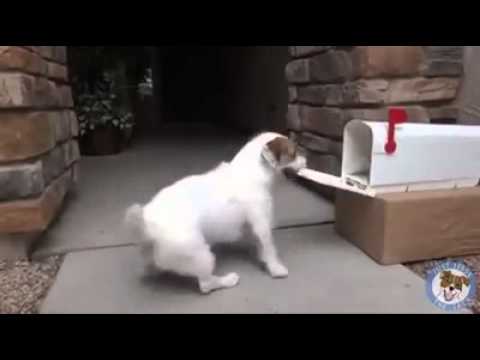 Pourquoi tout le monde vourrait un chien.