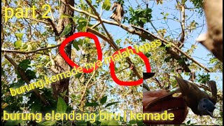 Download lagu CARA MIKAT BURUNG SLENDANG BIRU #PART2 mp3 Download lagu CARA MIKAT BURUNG SLENDANG BIRU #PART2 mp3