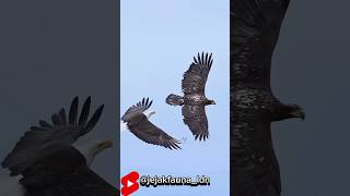 Download lagu epic moment: sky predator battle #shorth #bird #eagle mp3