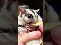 Sugar Glider Eat Coconut Worm