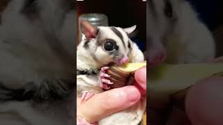 Download lagu Sugar Glider eat coconut worm mp3