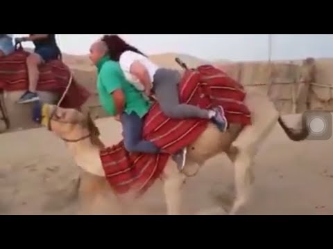 Camel Struggles with couple 😂😂 (Camel can’t get up)