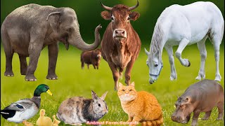Farm Animal Food: Chicken, Duck, Pig, Goat, Dog, Sheep, Rabbit, Cat - Animal Video
