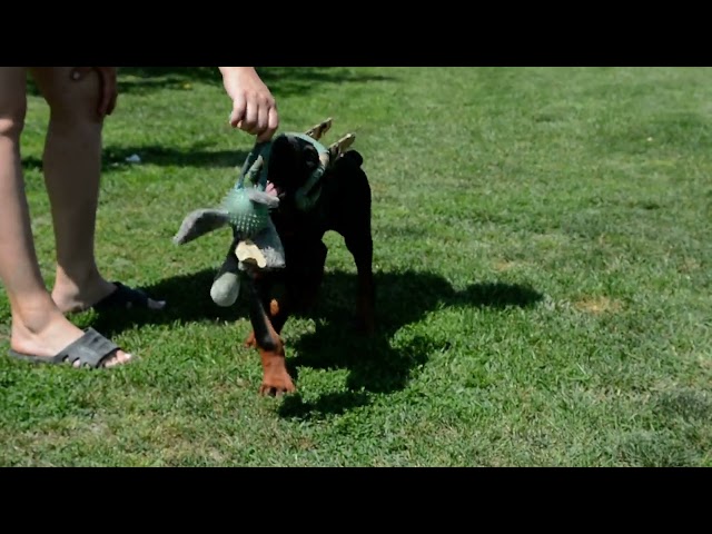 Doberman Pinscher cachorro en venta