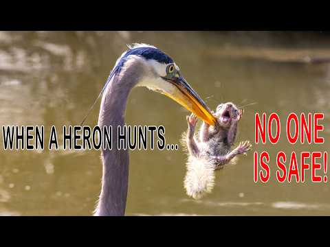 Heron Eats Screaming Squirrel in One Bite! Birding San Diego