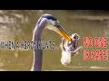 Heron Eats Screaming Squirrel In One Bite Birding San Diego