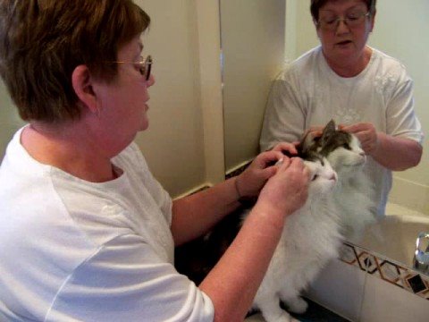 C:\Documents and Settings\Owner\My Documents\My Videos\Saraear pick 1