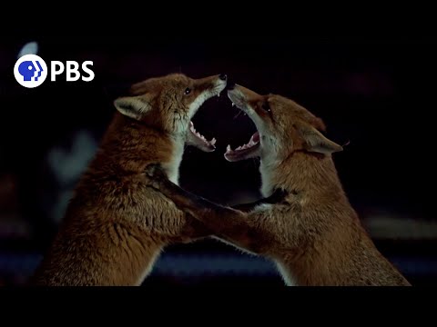 Urban Foxes Battle Over Territory