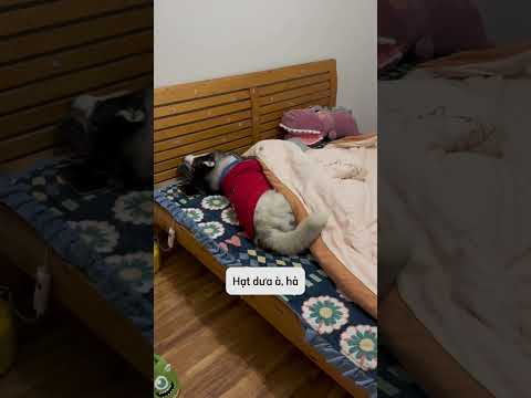 Nhìn là thấy có điềm rồi mà | #haihuoc #husky #videohaihuoc