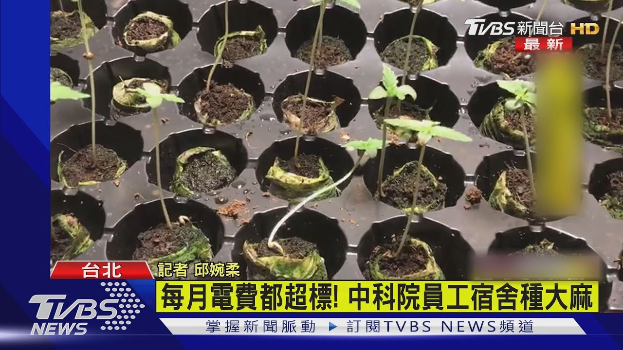 用電量暴增!中科院淪毒窟?技術員宿舍內「種大麻」
