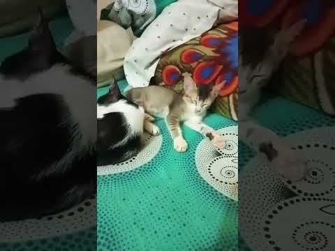 #trending #video #haveitoldyoulatelythatiloveyou