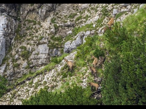 Entdecken Sie die faszinierende Welt der Gämse-Fotografie in den Alpen.