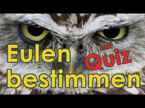 Eulen bestimmen - Jägerprüfung und Jagdschein (geschützte Tiere)