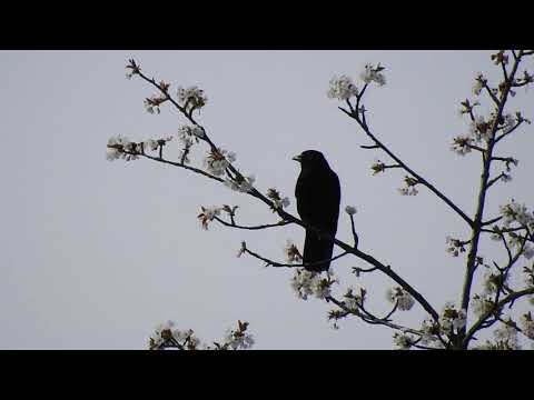 2018-04-14 - Vogel bei Nahrungssuche