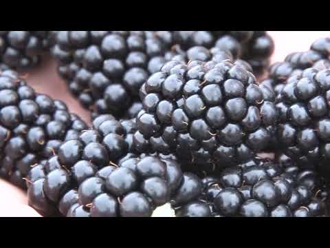 Uticaj đubrenja na prinos kupine