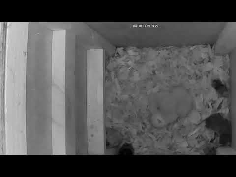 Our third Tawny Owl egg is hatching!