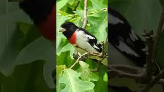Download lagu Melodic Magic - The Beautiful Rose Breasted Grosbeak's Enchanting Song mp3 Download lagu Melodic Magic - The Beautiful Rose Breasted Grosbeak's Enchanting Song mp3