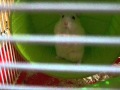 Ratatouille Wmv