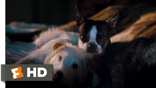 Hotel for Dogs (4/10) Movie CLIP - Better Here Than the Pound (2009) HD