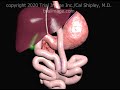 Gastric Bypass Surgery Roux En Y Animation By Cal Shipley M D