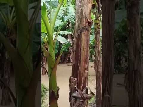 creciente de los cordobas