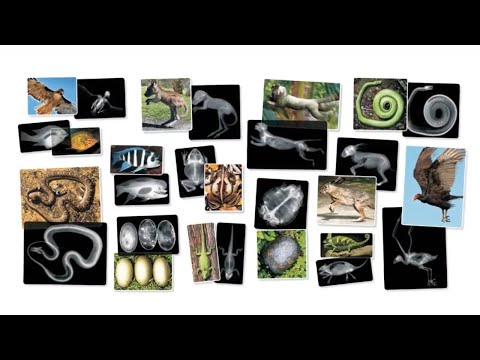 Slide 6 - Animal X-Rays and Picture Cards, 28 Pieces (video)