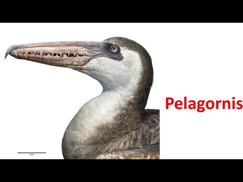 Pelagornis