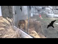 Lion Attacks At Detroit Zoo